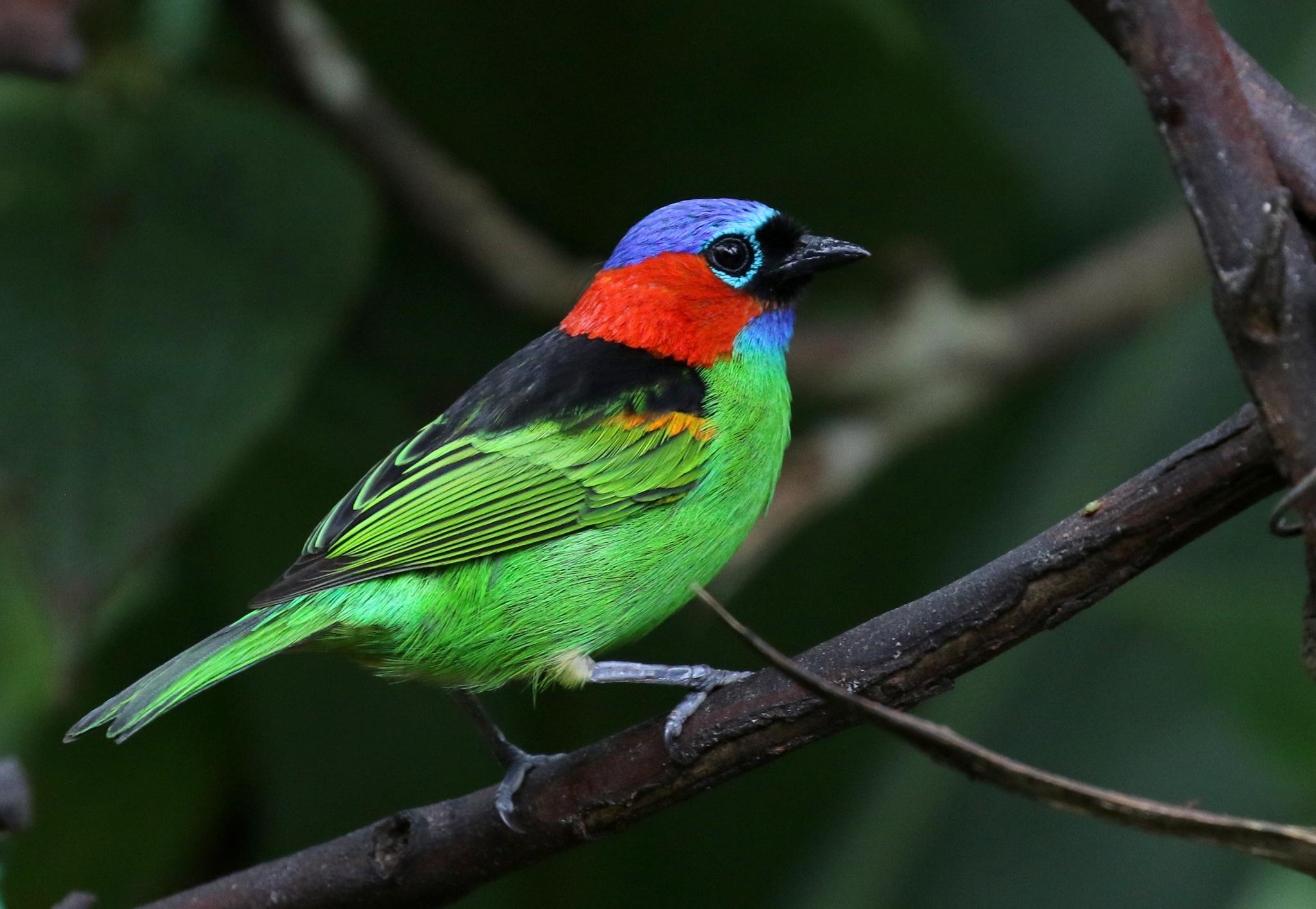 Red-necked Tanager