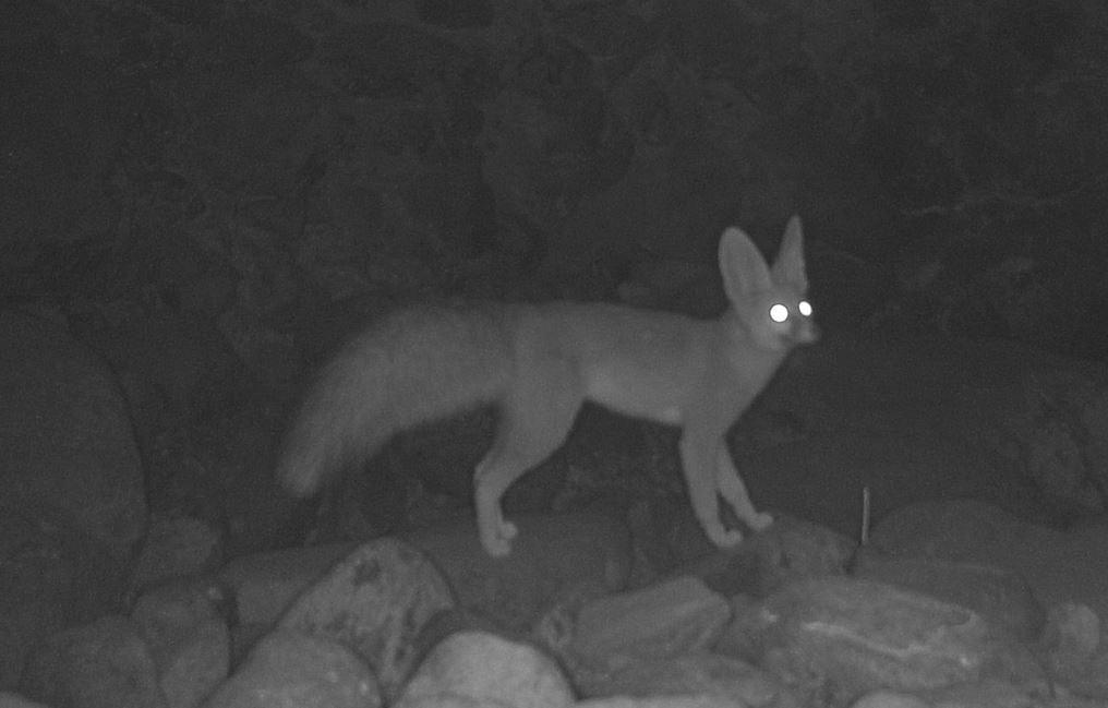 Blanford's Fox