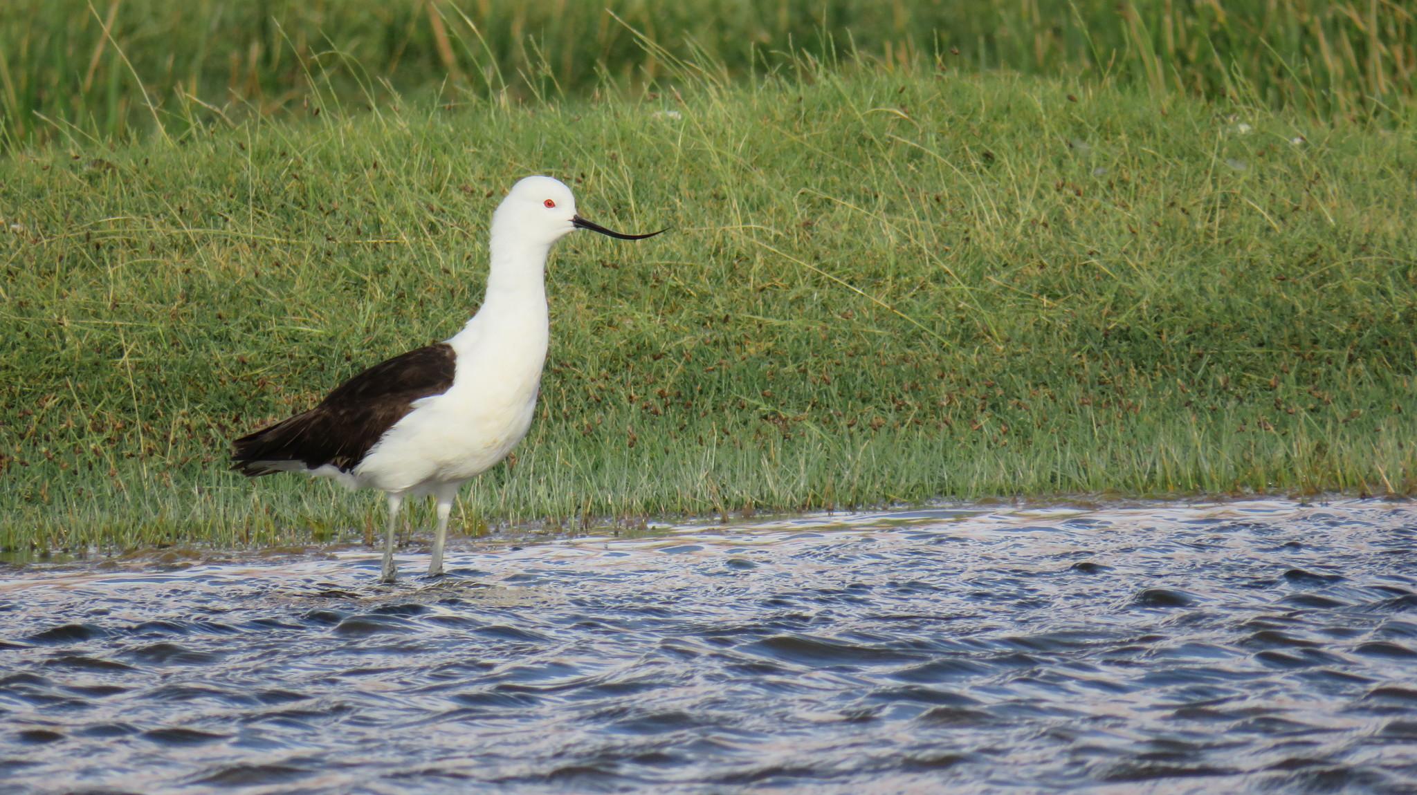 Avoceta andina