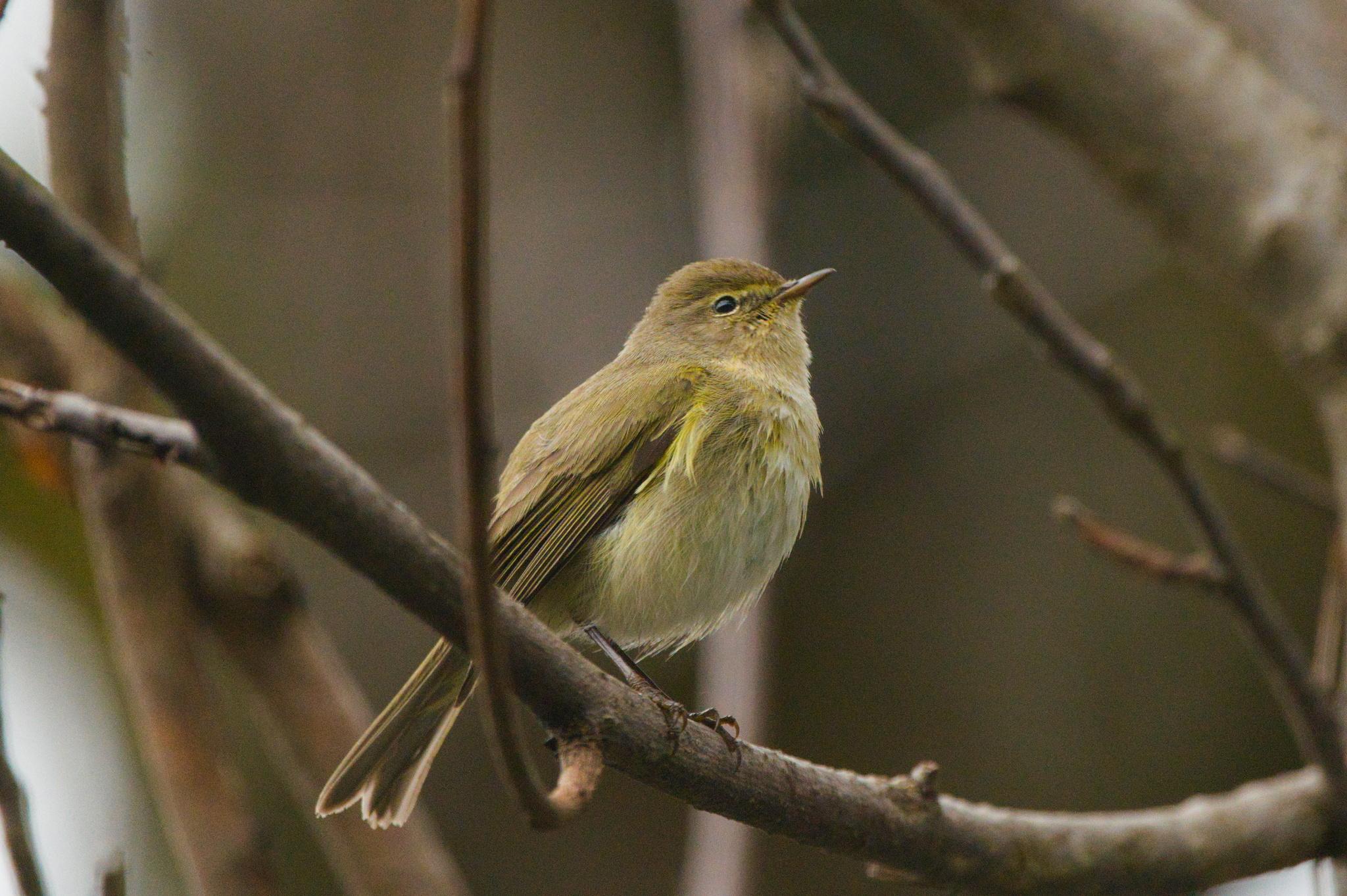 Mosquitero común