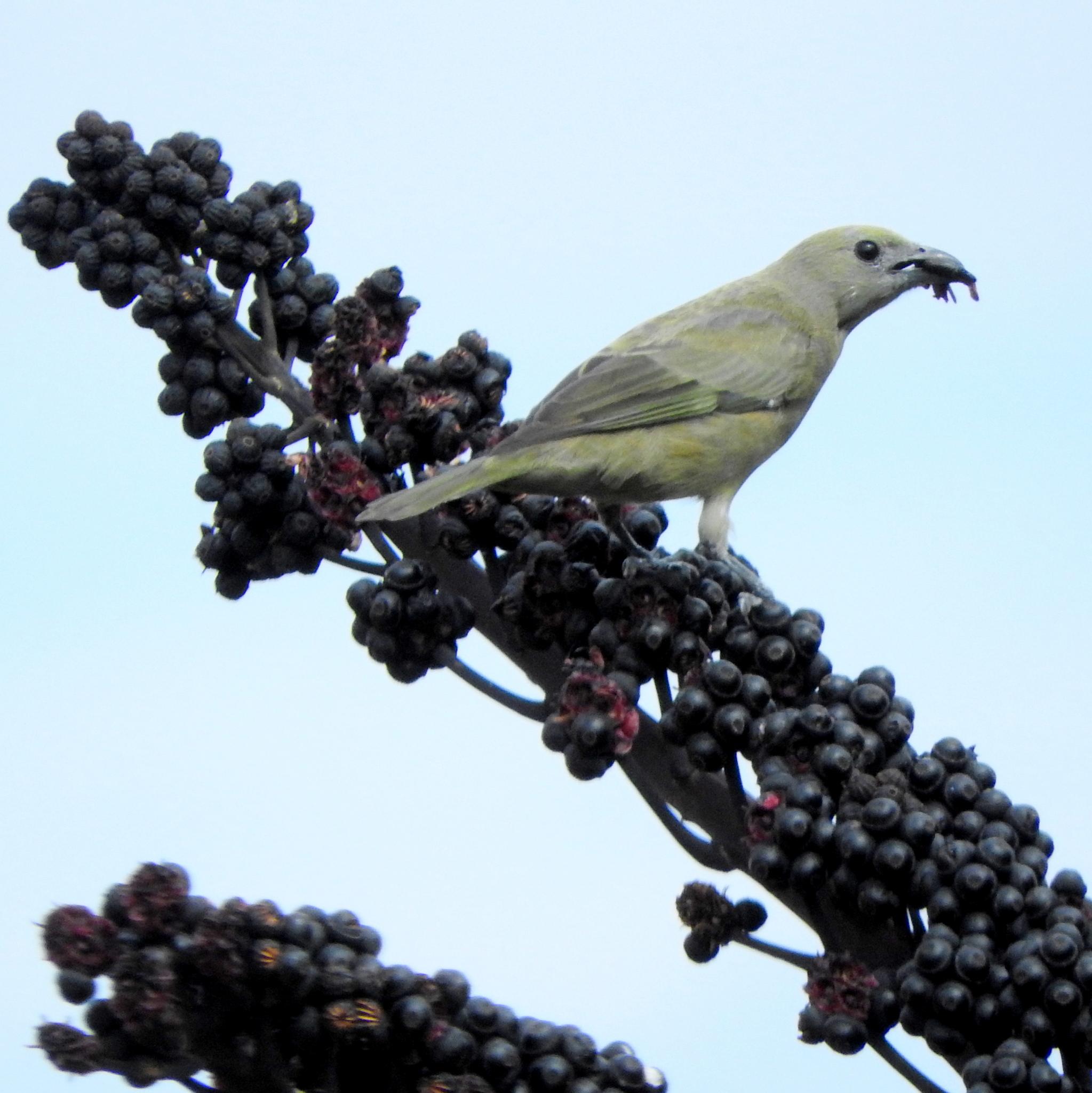 Palm Tanager