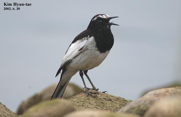 Lavandera Japonesa