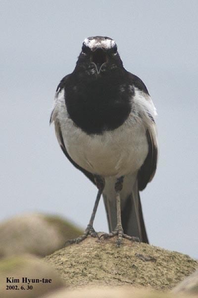 Lavandera Japonesa