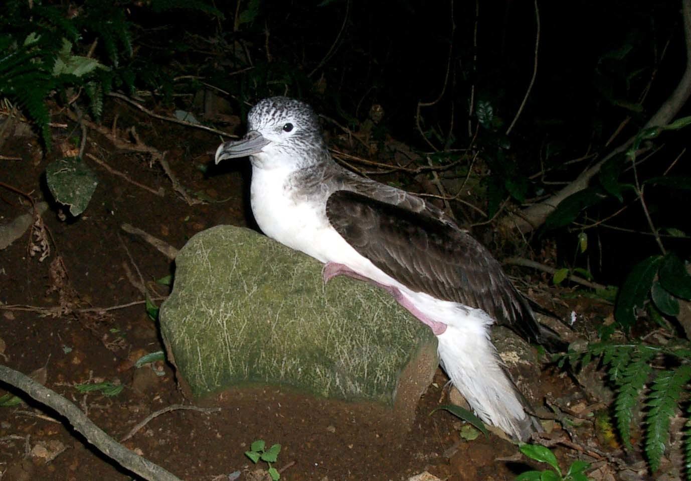 Pardela rayada