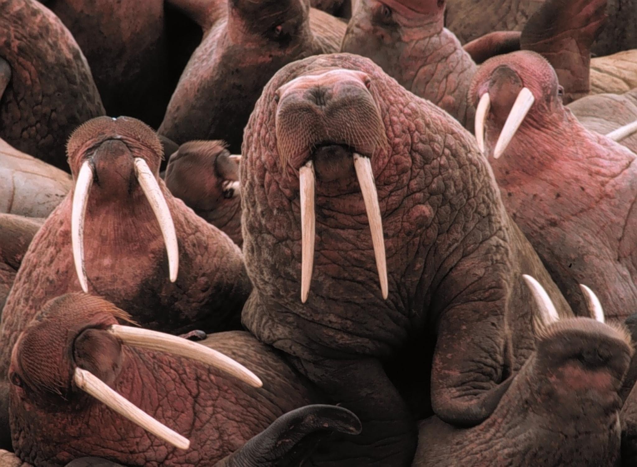 Carnivorans