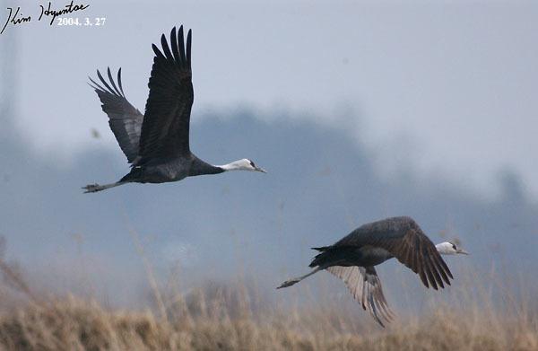 Grulla Monje