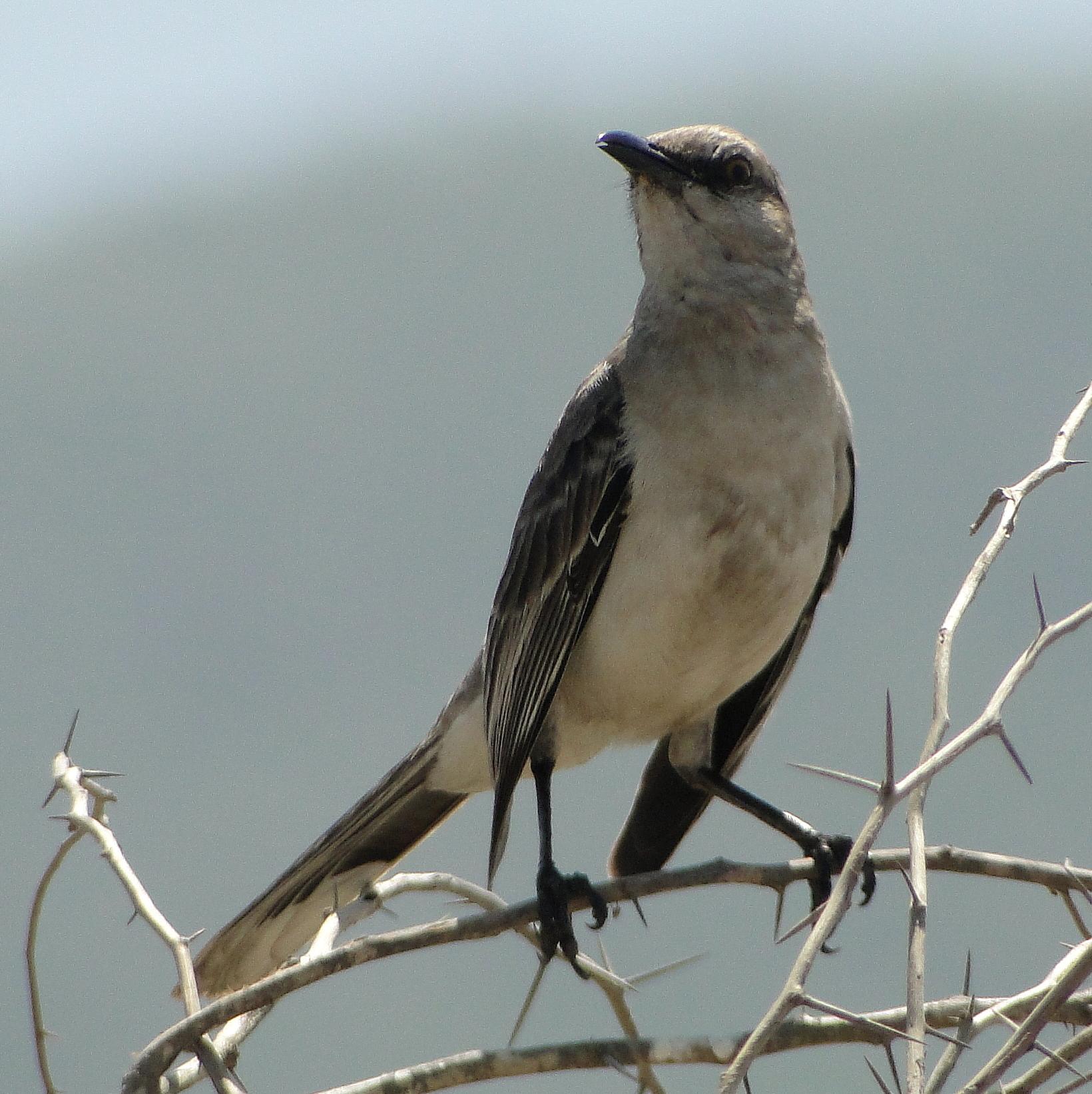 Tropical Mockingbird