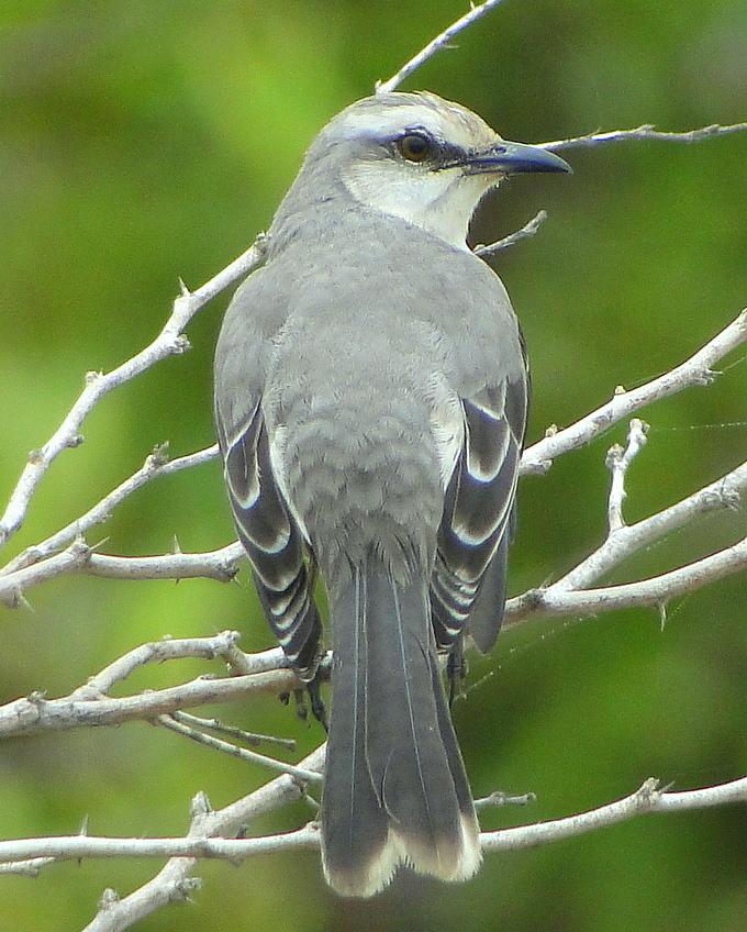 Tropical Mockingbird