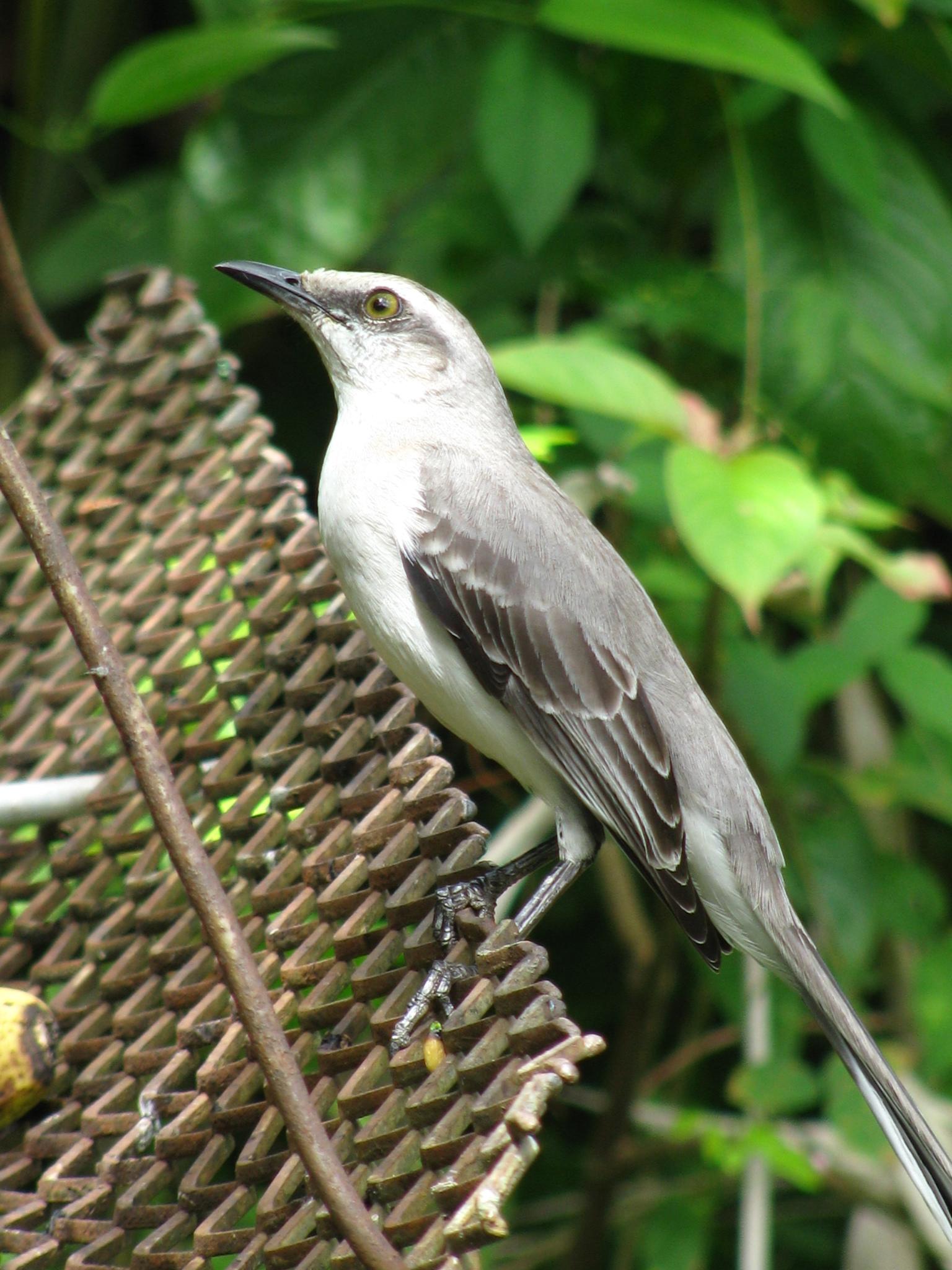 Tropical Mockingbird