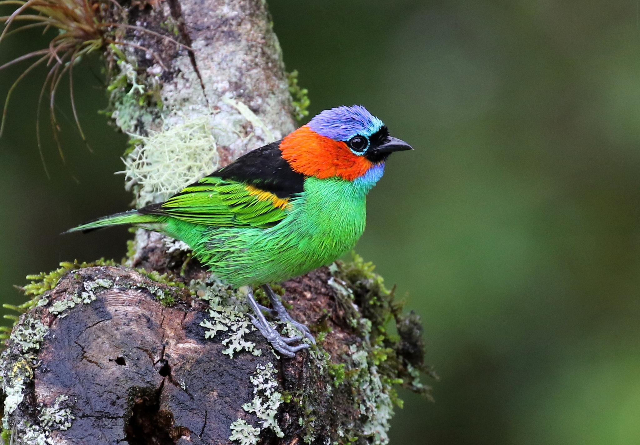 Red-necked Tanager