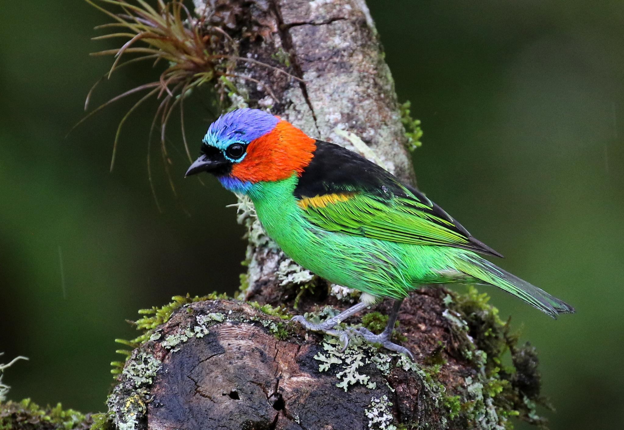 Red-necked Tanager