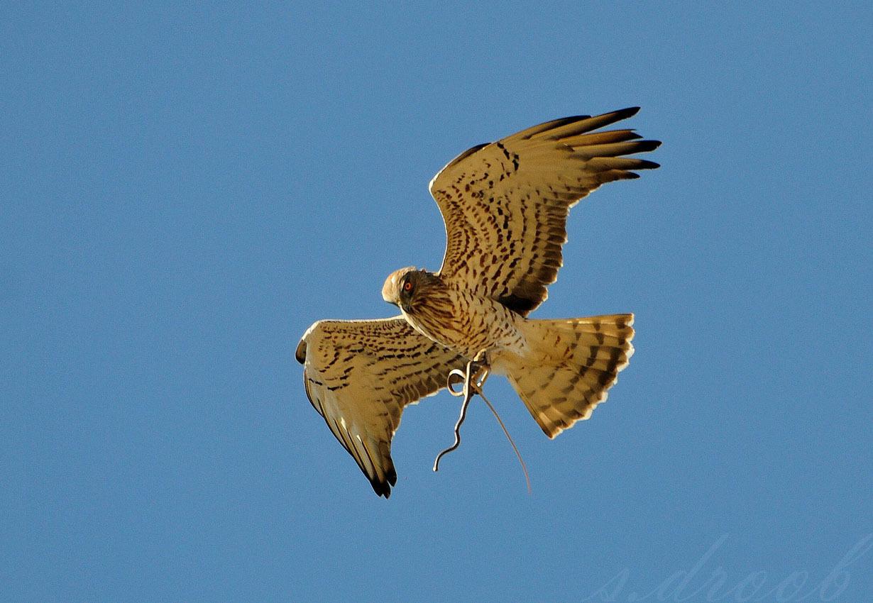 Culebrera europea