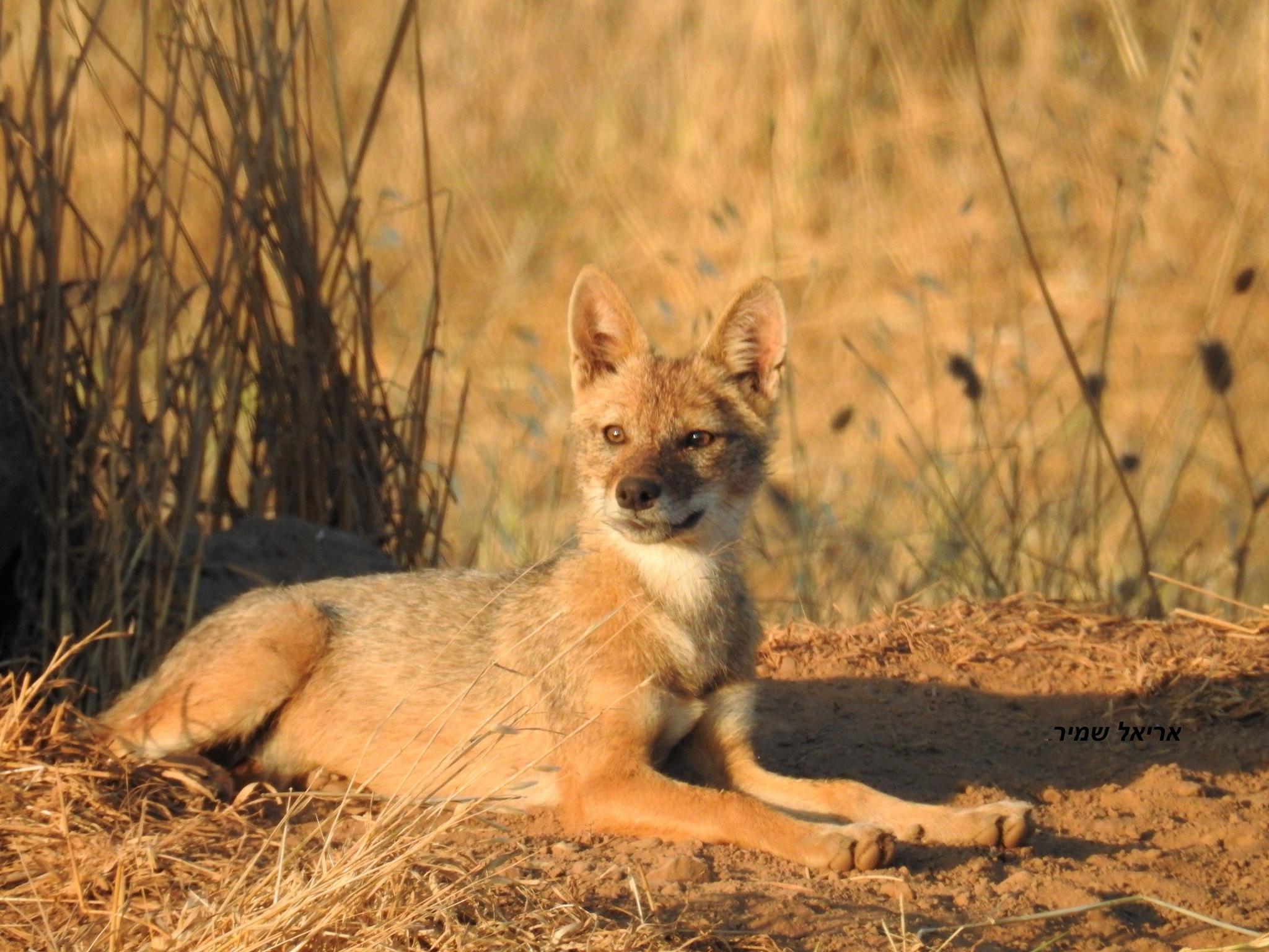 Coyotes, lobos, chacales y perros
