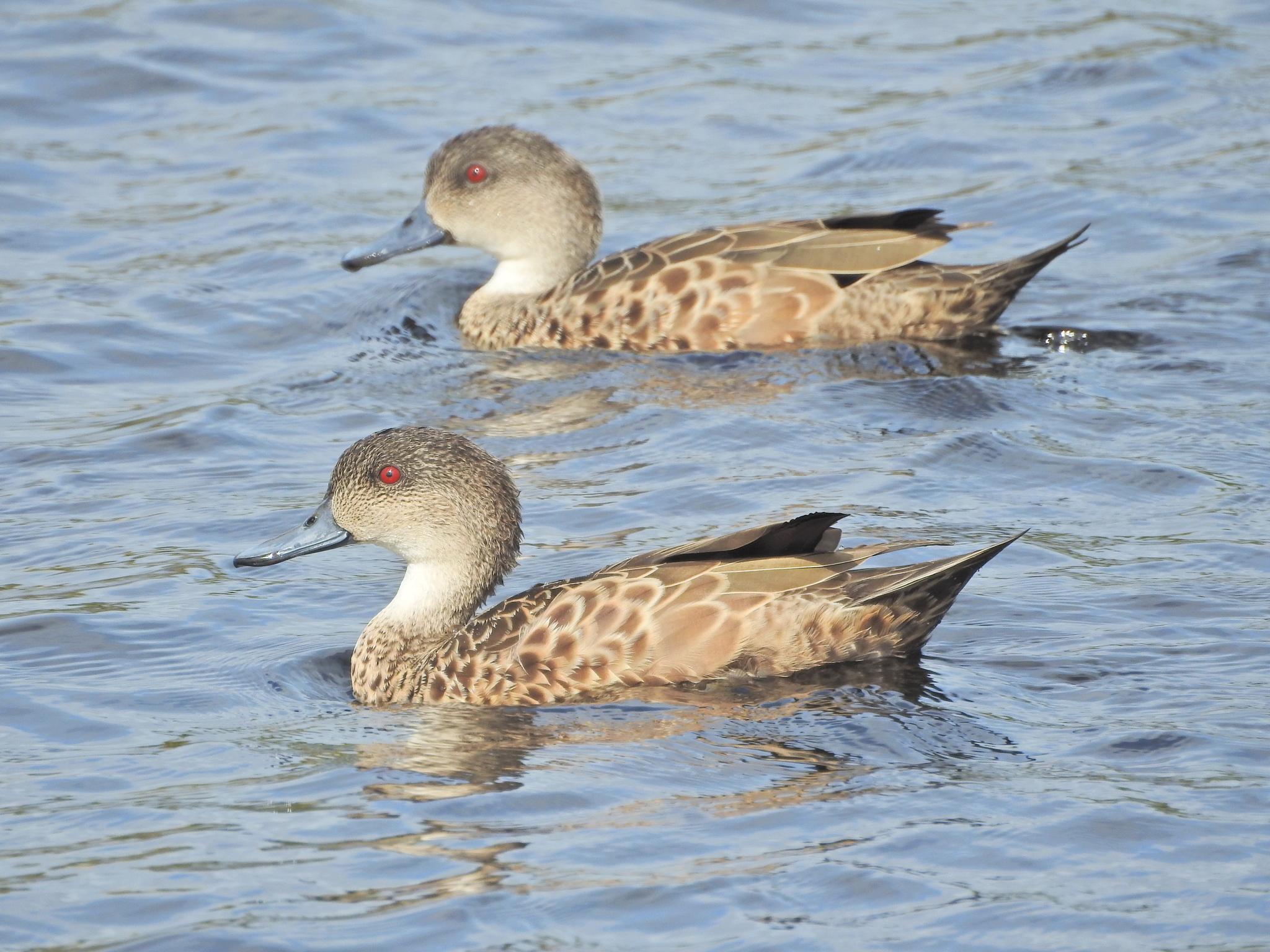 Grey Teal