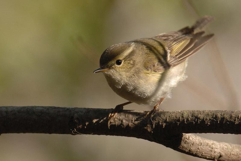 Mosquitero Cejas Amarillas