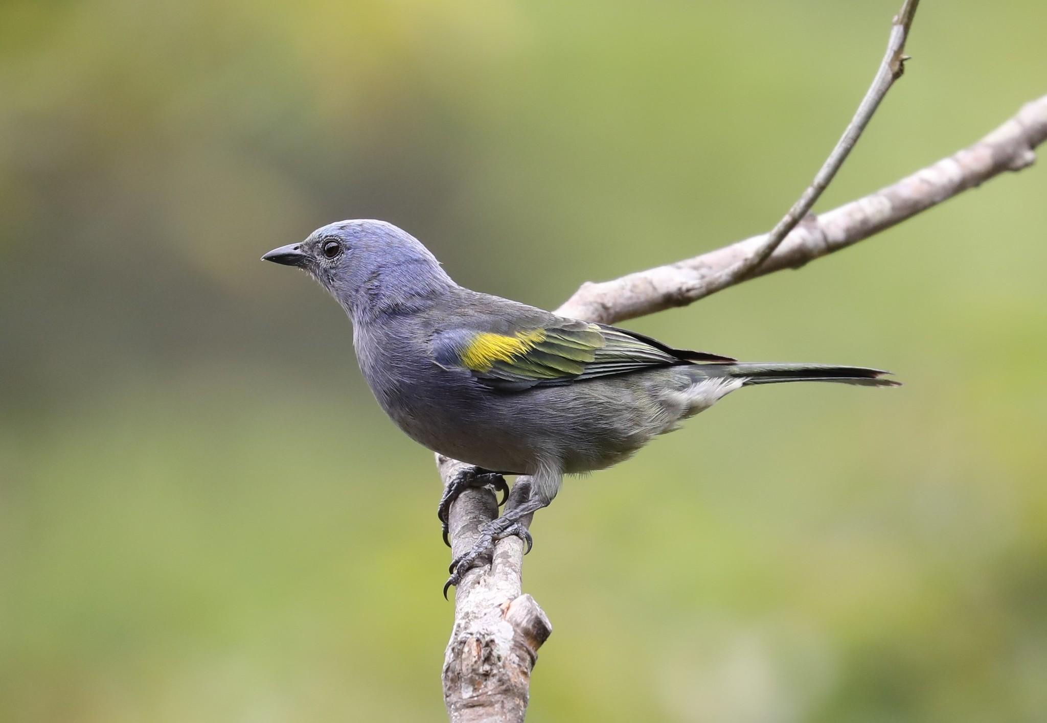 Golden-chevroned Tanager