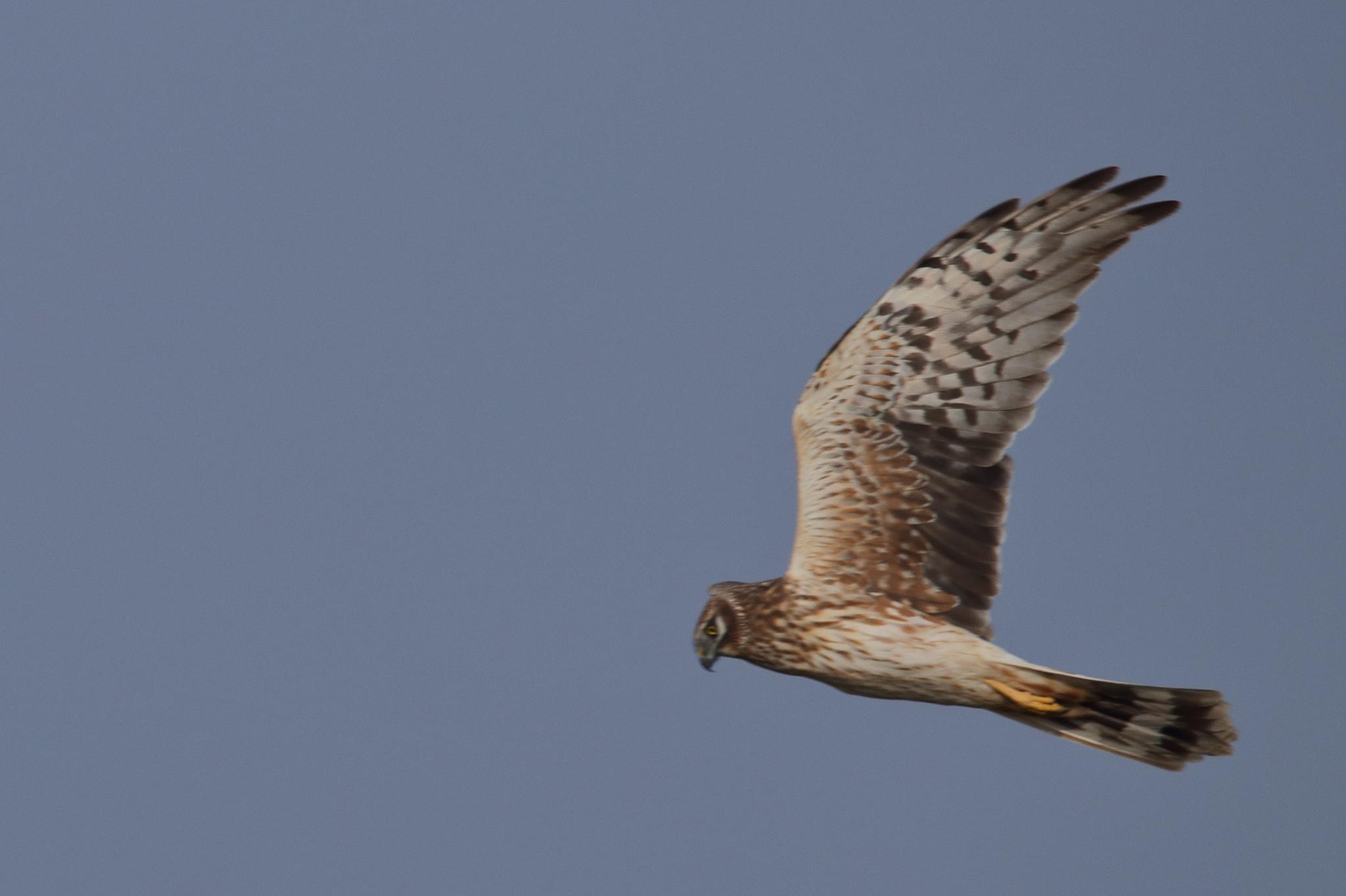 Aguilucho papialbo