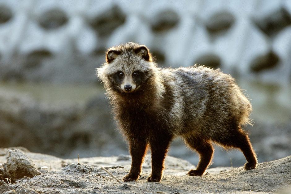 Perros, lobos, chacales y zorros