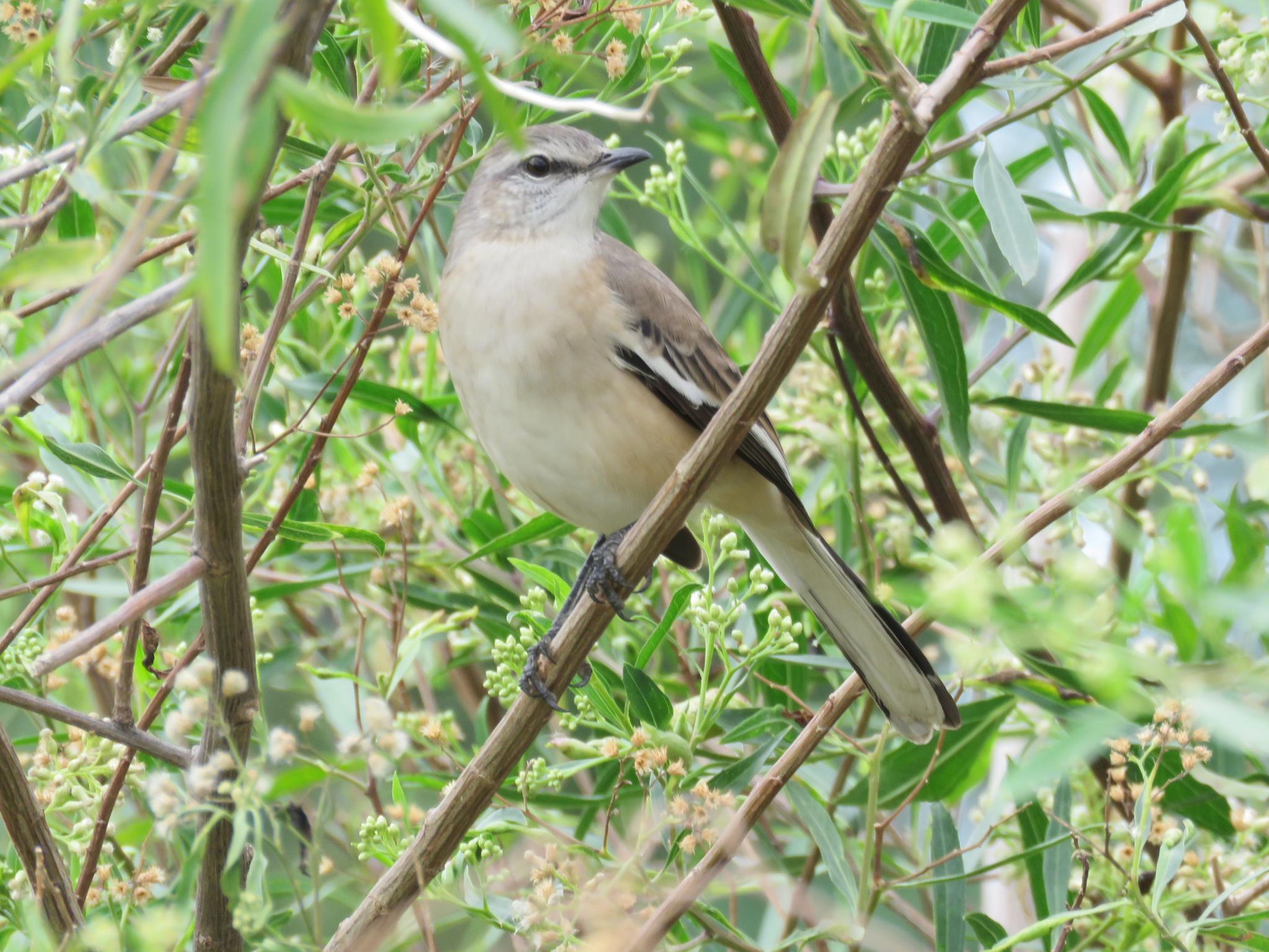 White-banded Mockingbird