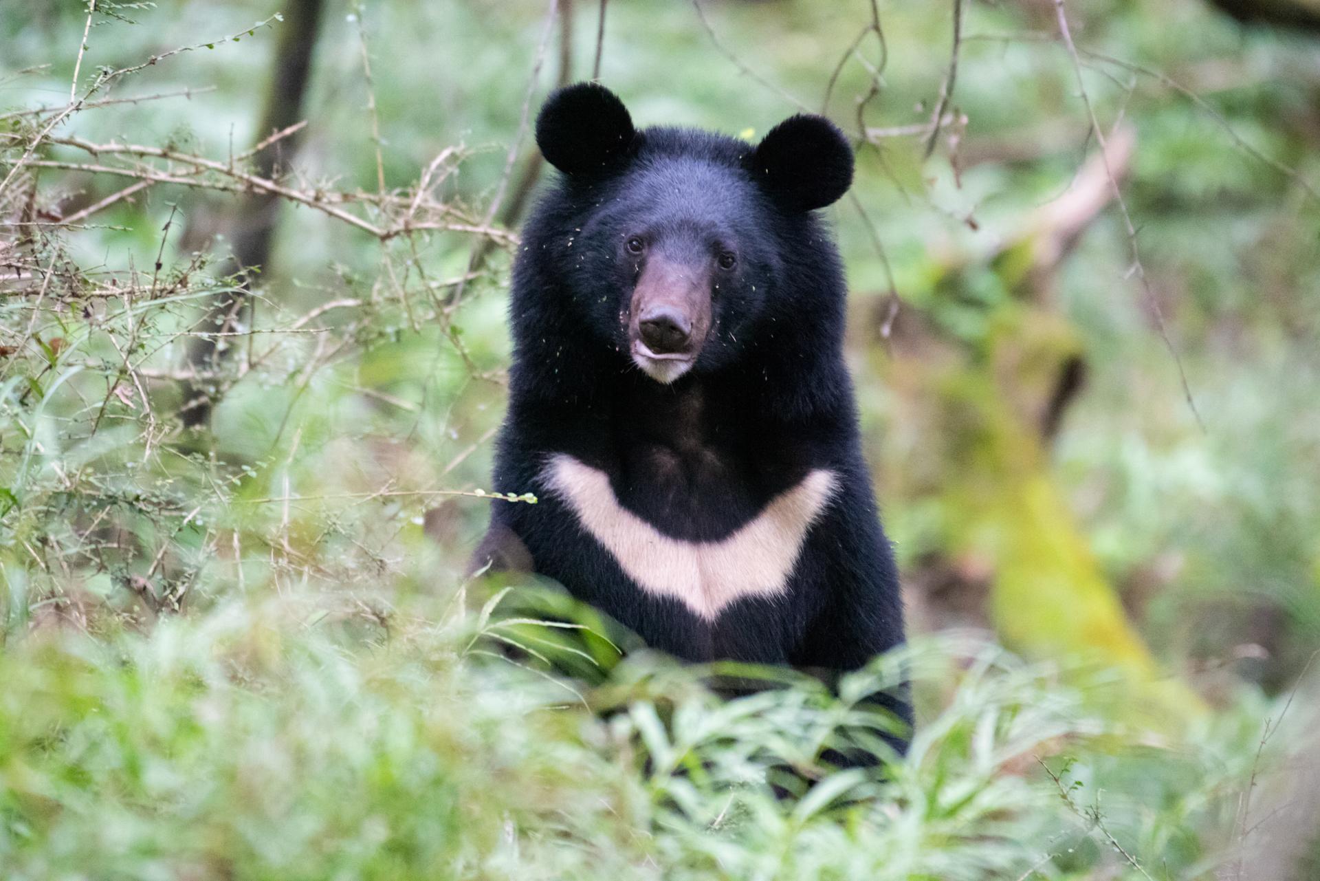 Oso de Collar