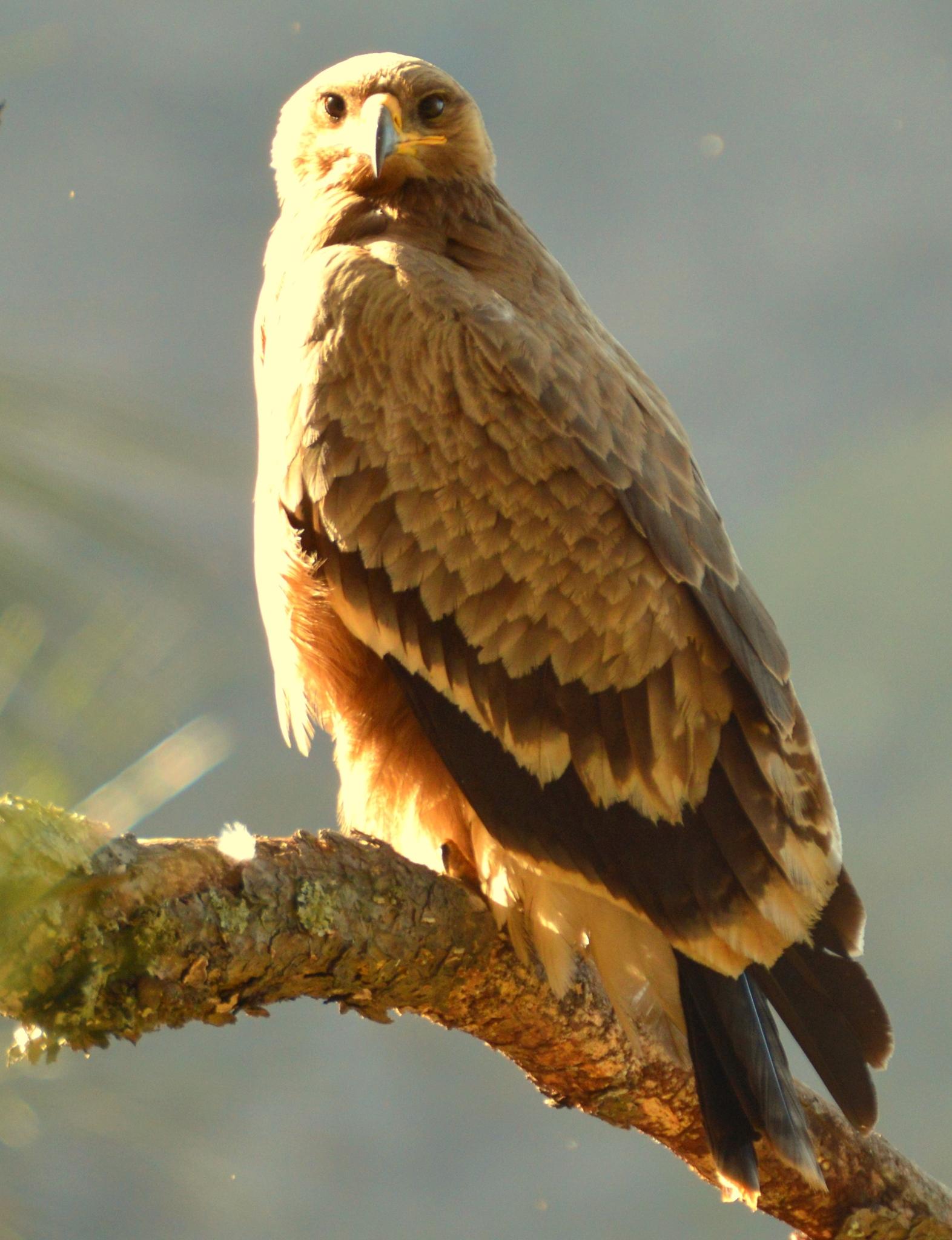 Águila esteparia