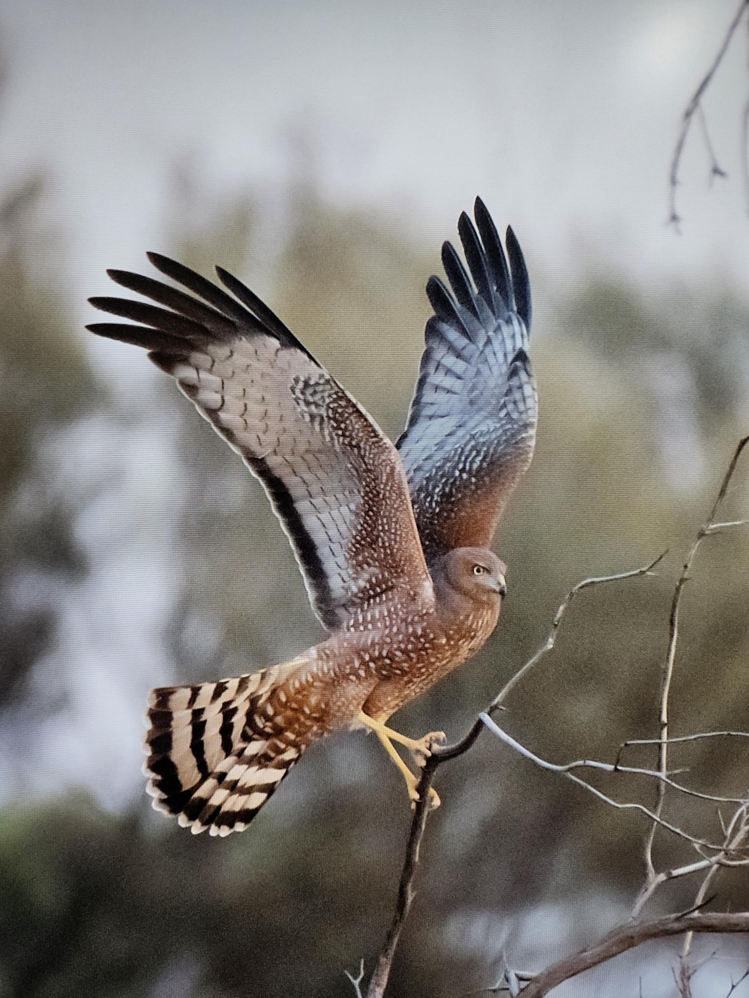 Aguilucho moteado