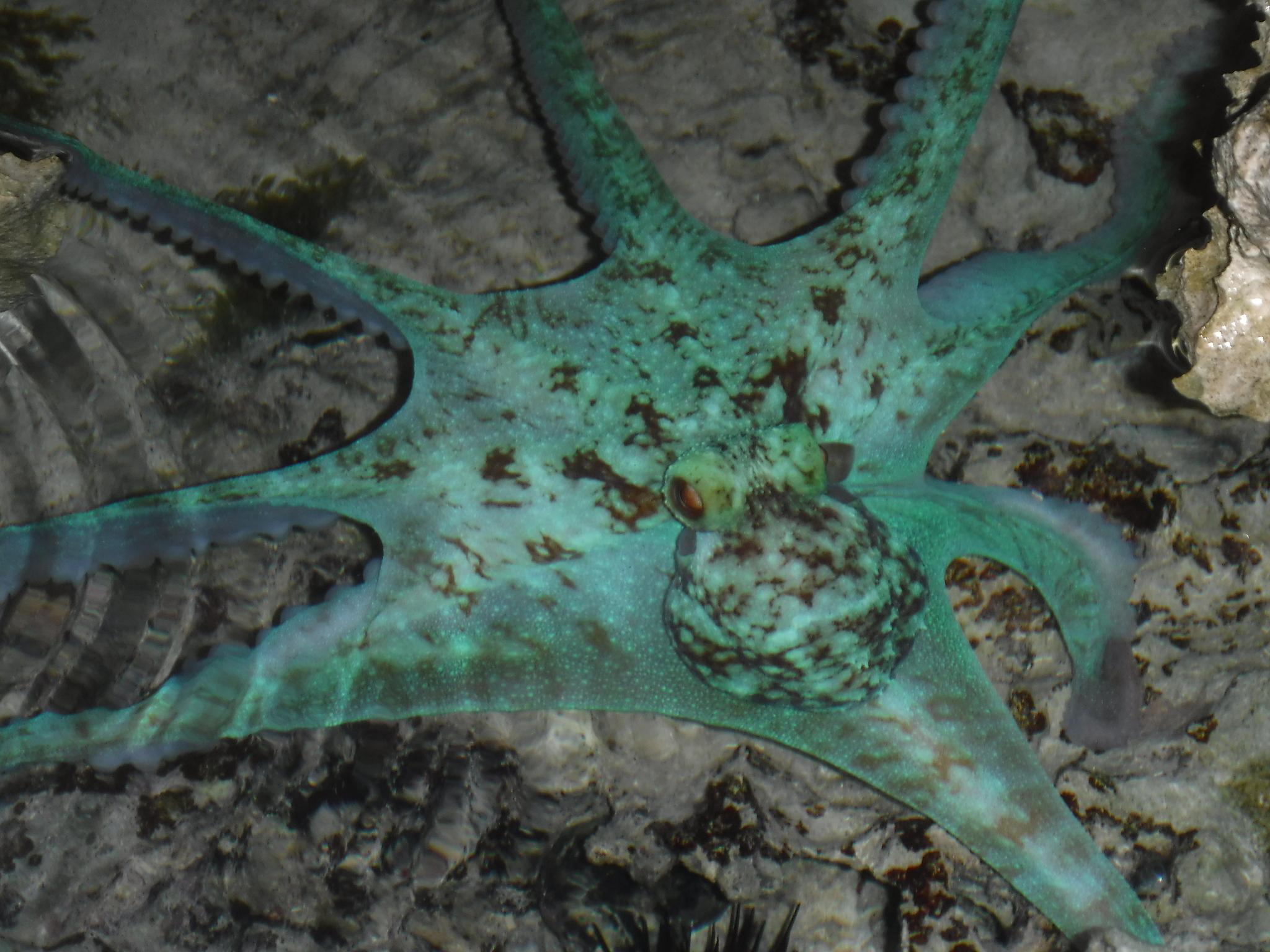 Pulpo del arrecife caribeño