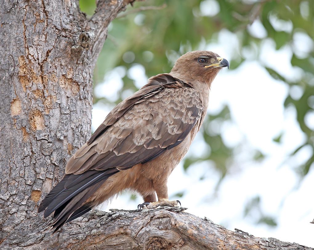 Águila de Wahlberg