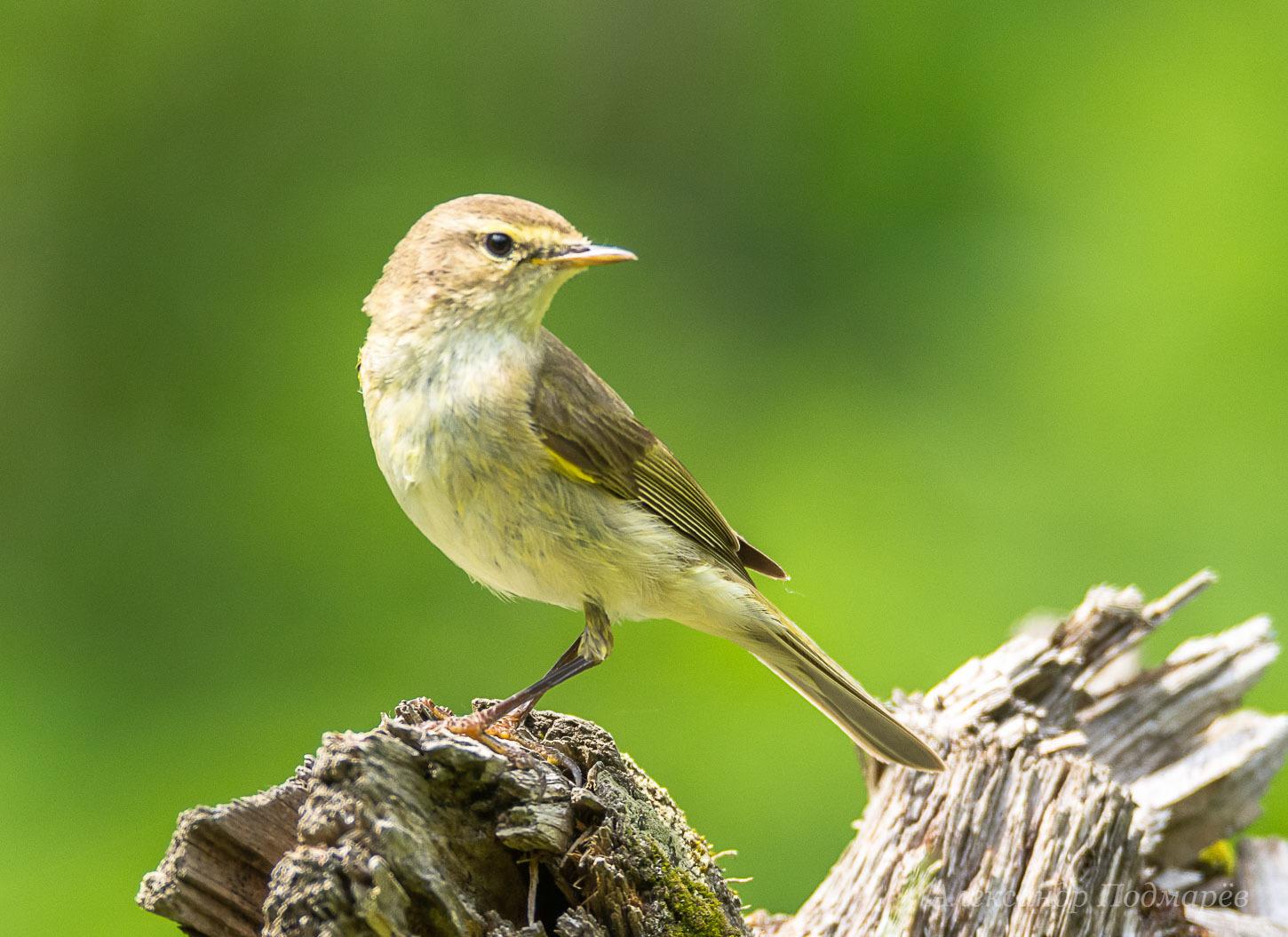 Mosquitero común