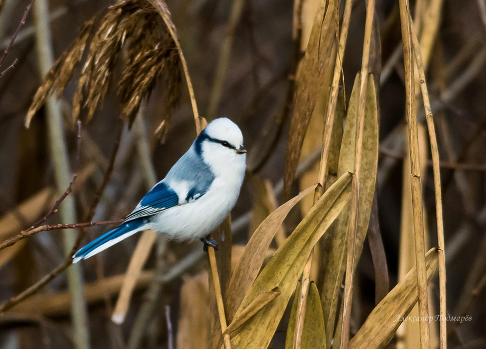 Azure Tit