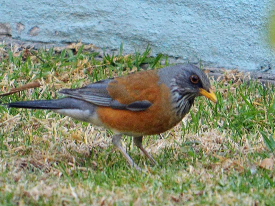 Mirlo dorso canela