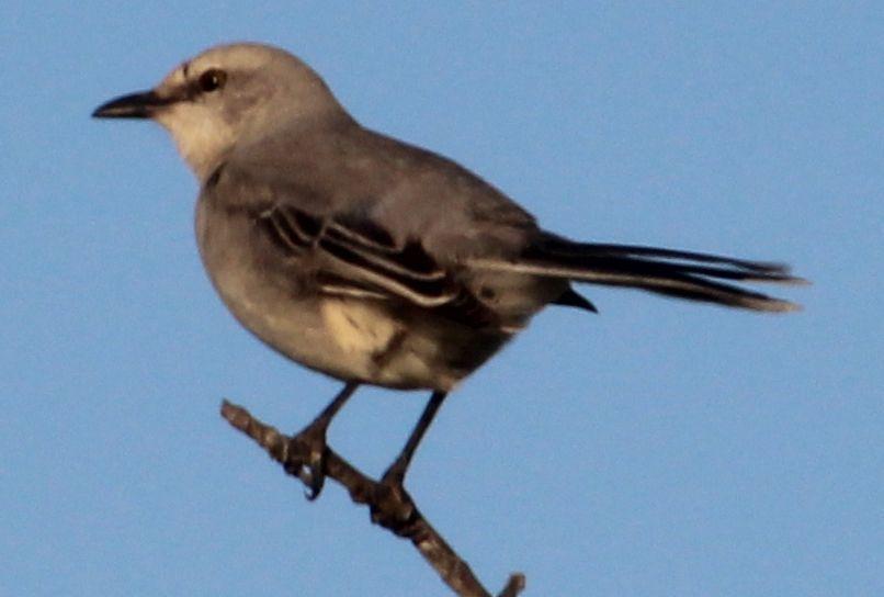 Tropical Mockingbird