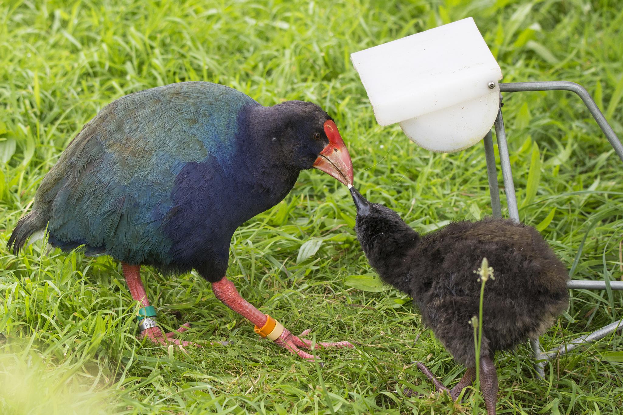 Calamón Takahe