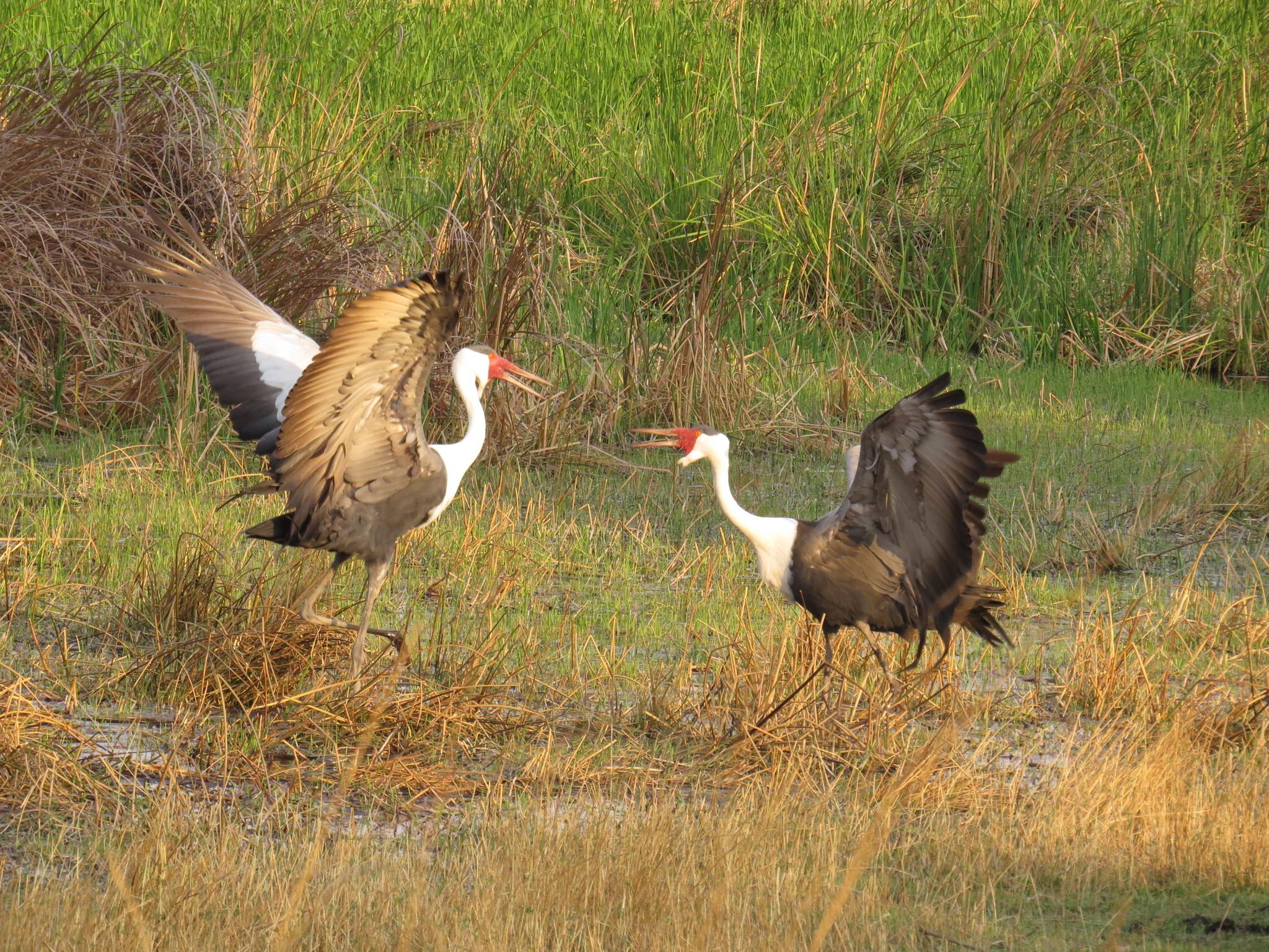 Grulla Carunculada