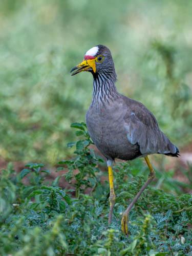 Avefría senegalesa