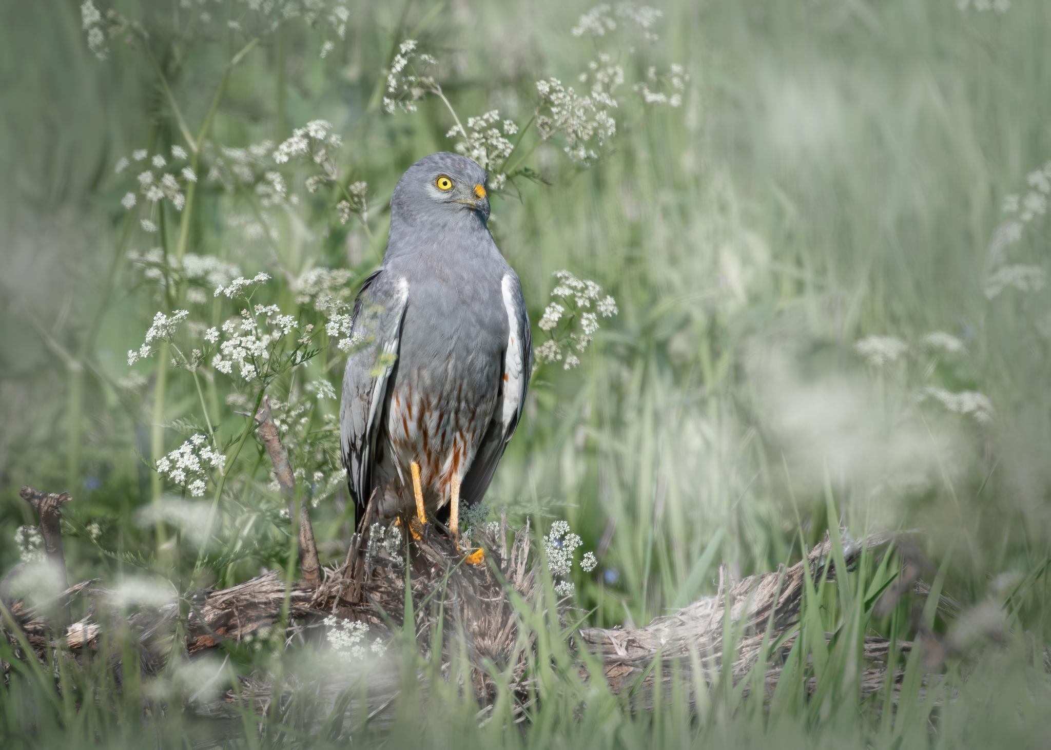 Aguilucho cenizo