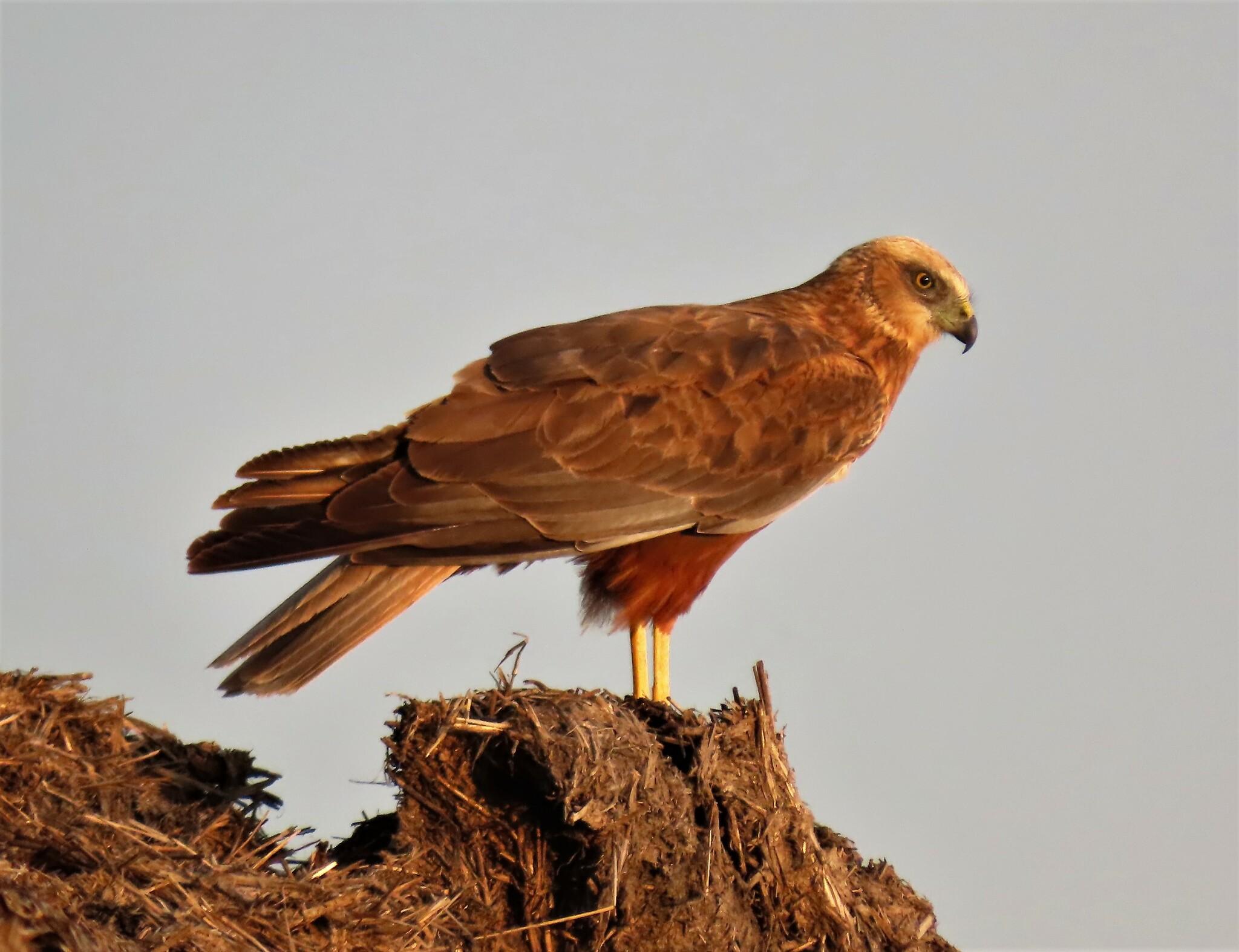 Aguilucho lagunero occidental