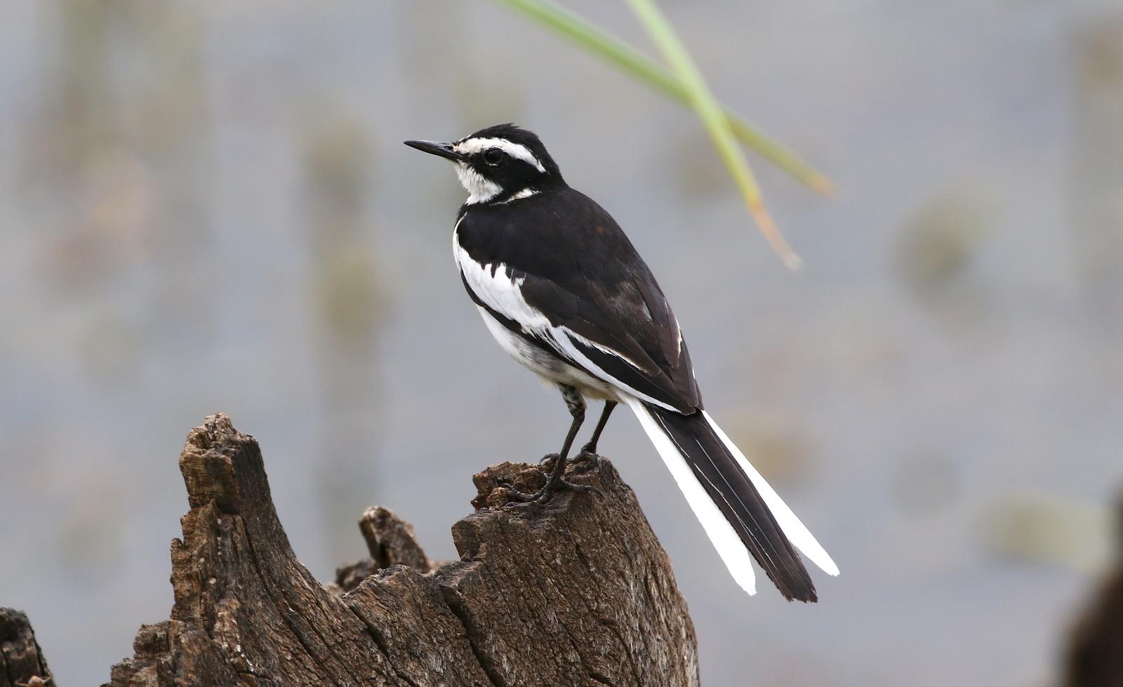 Lavandera Africana