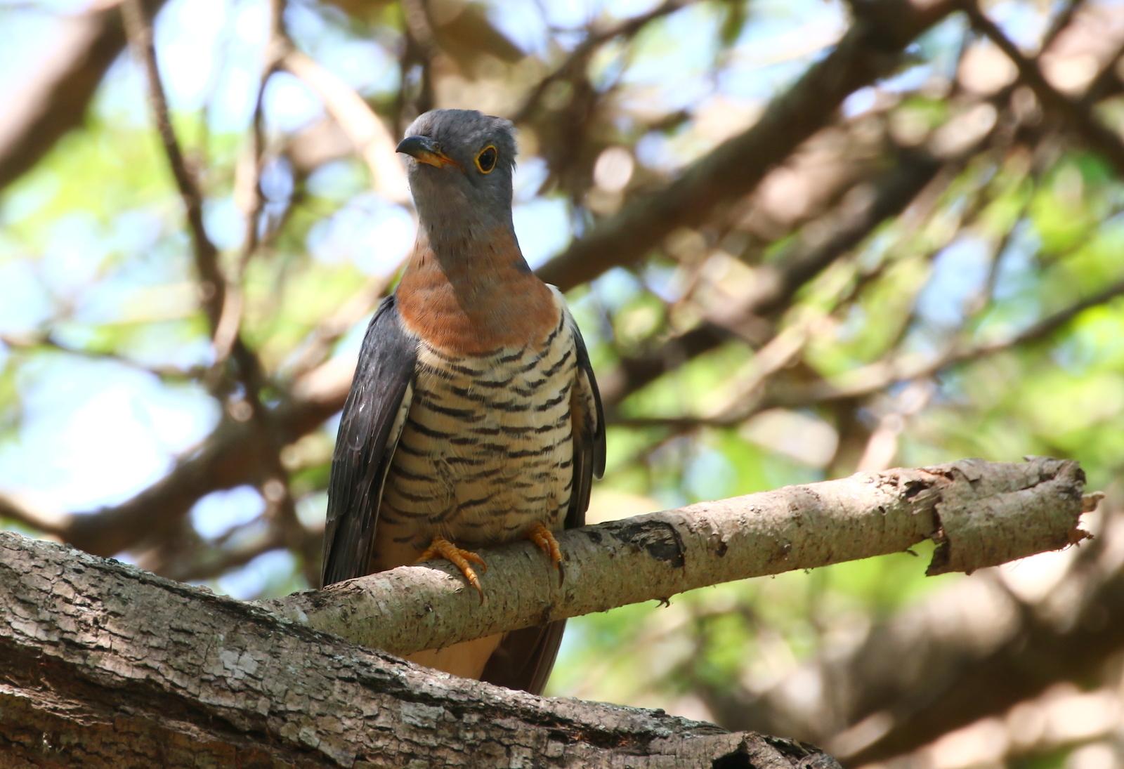 Cuco Solitario