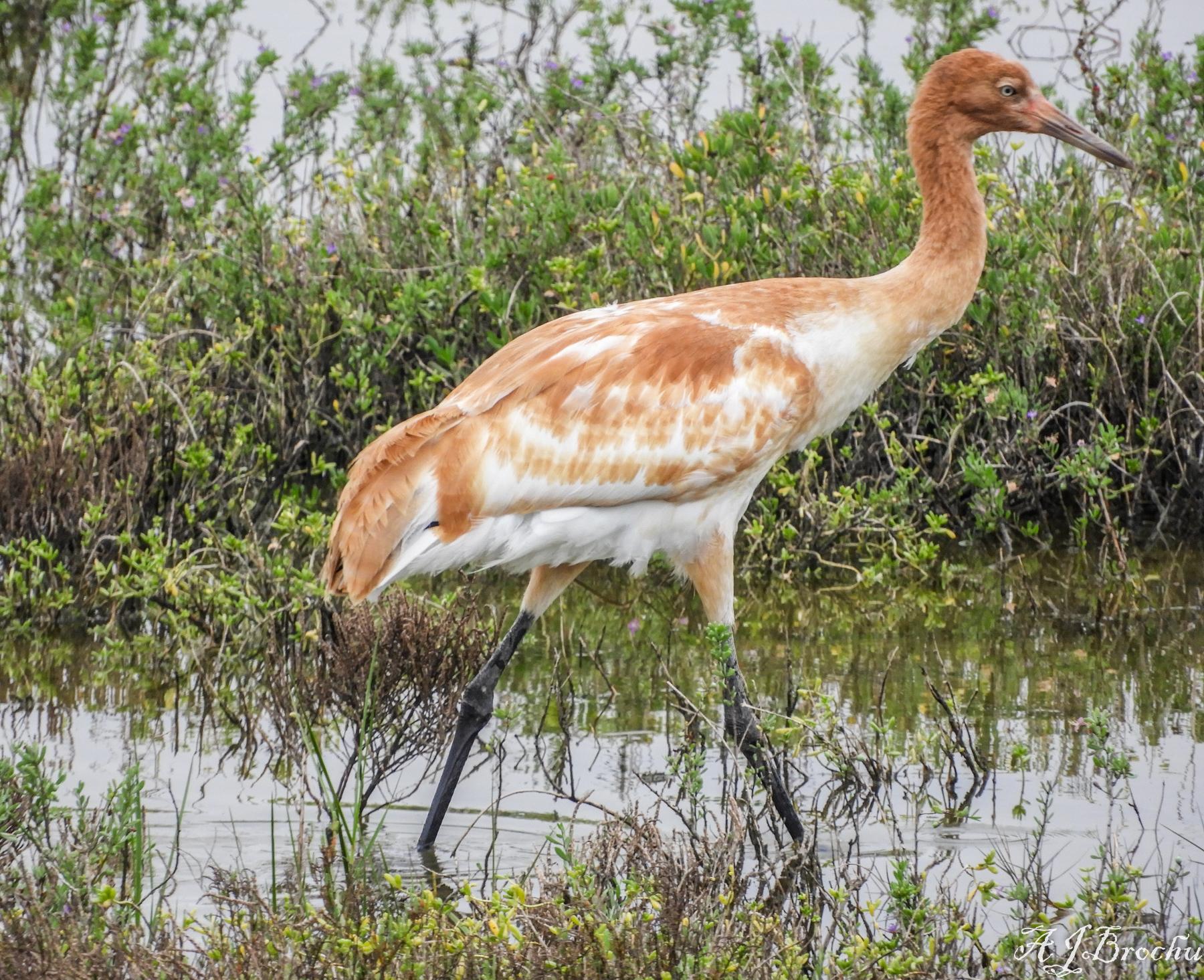 Grulla blanca