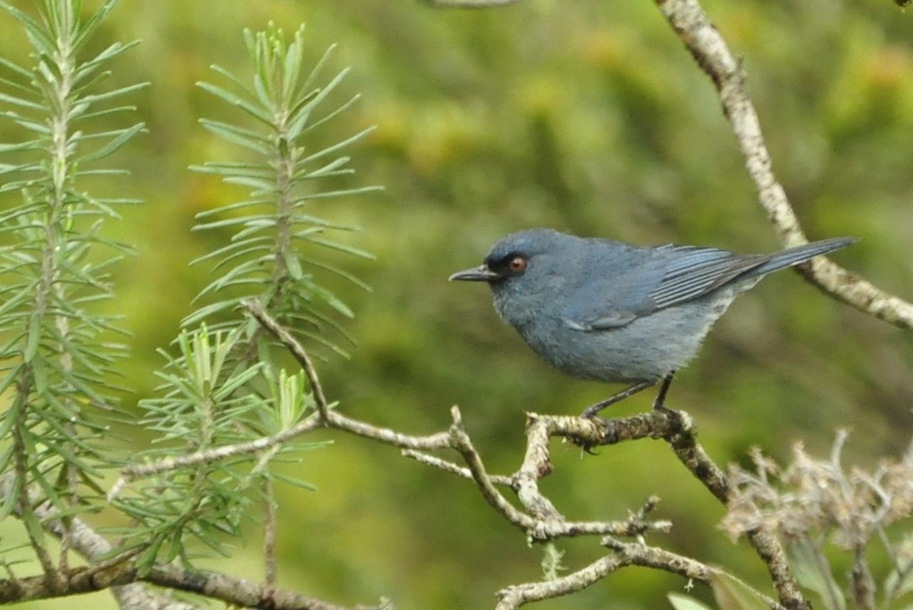 Bluish Flowerpiercer