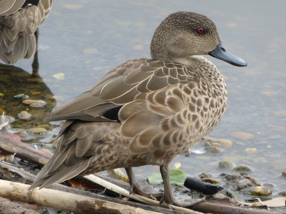 Grey Teal