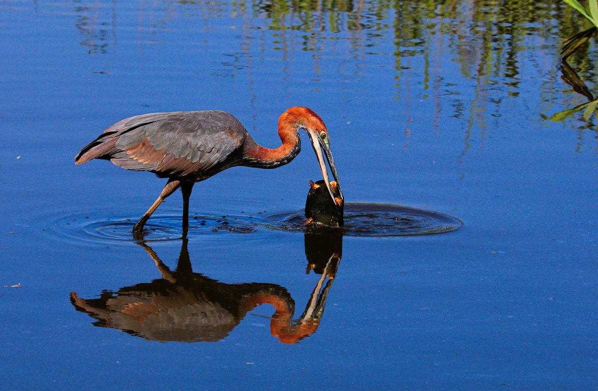 Goliath Heron