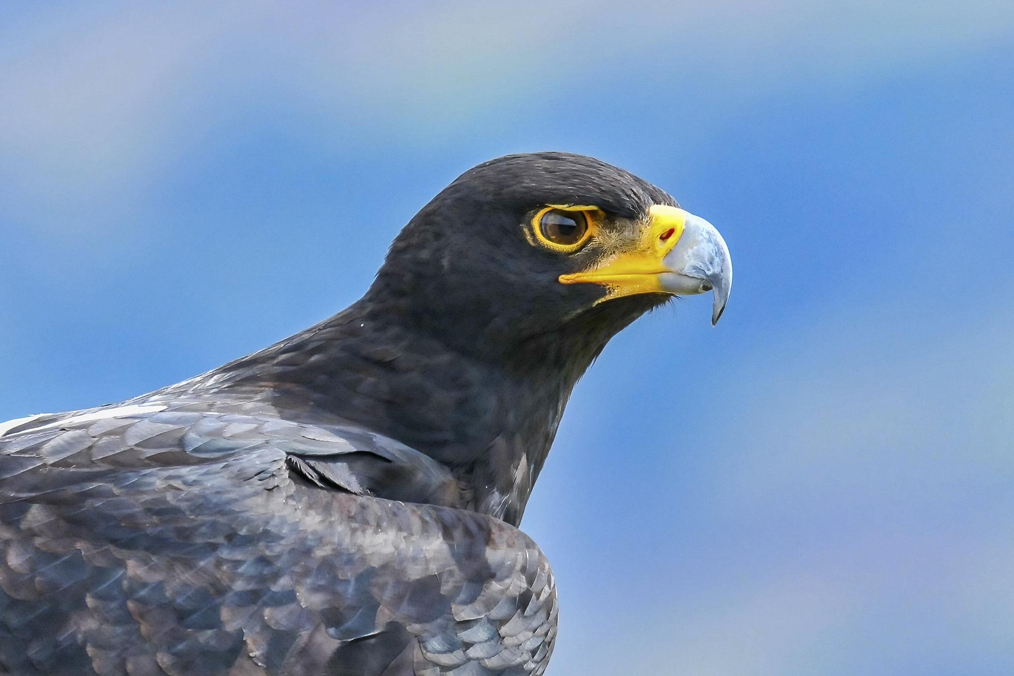 Águila cafre