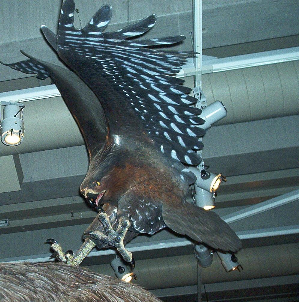 Águila de Haast