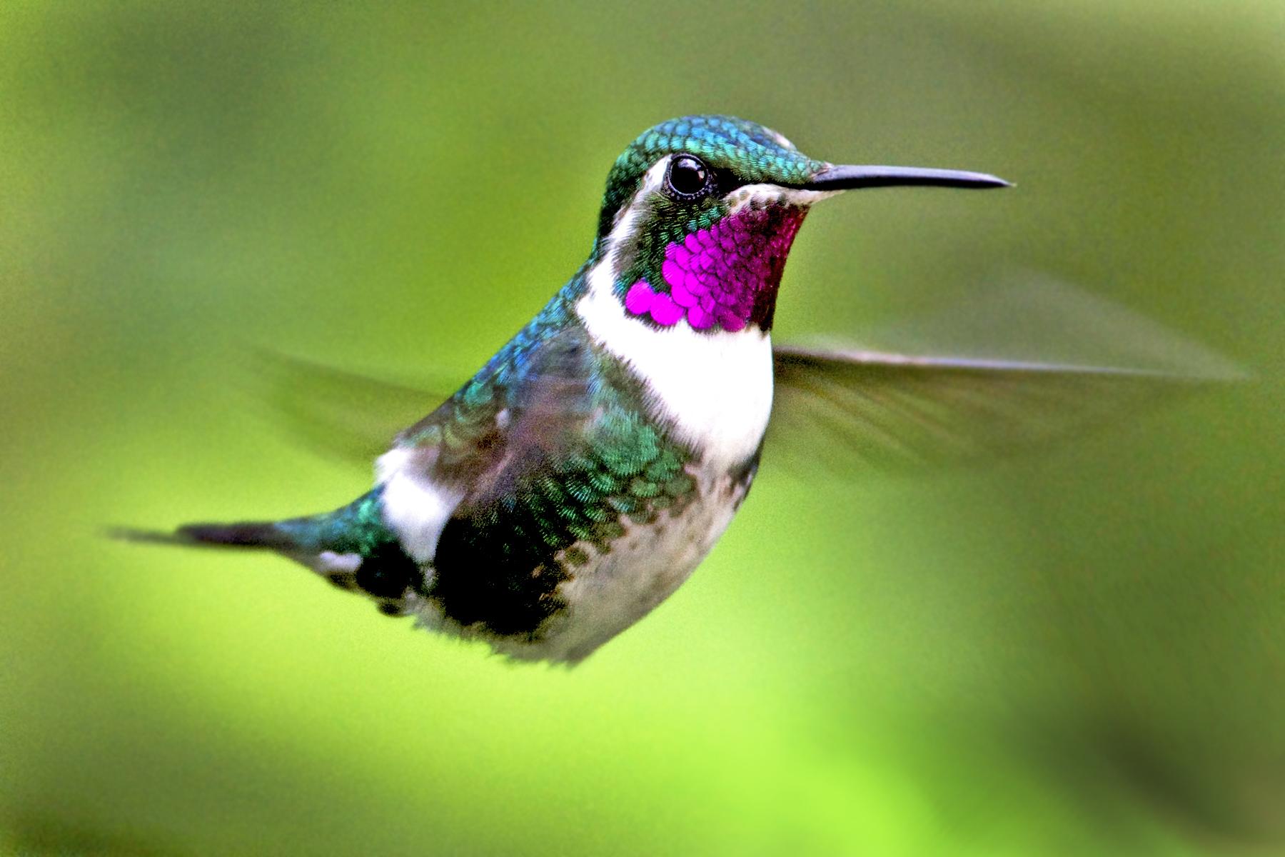 Colibríes
