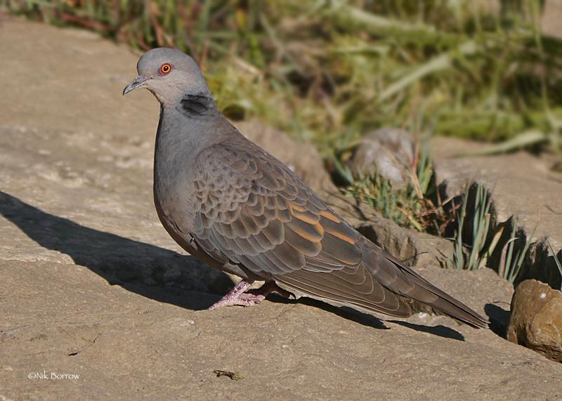 Dusky Turtle-Dove