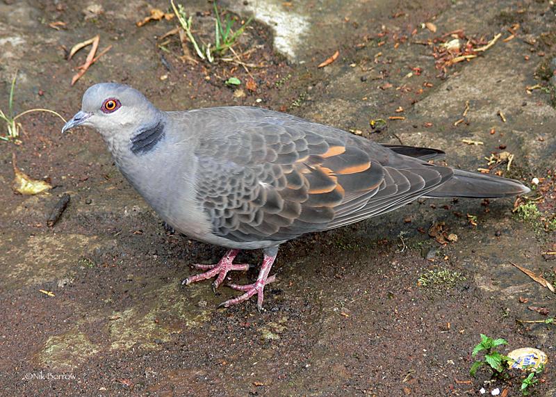 Dusky Turtle-Dove