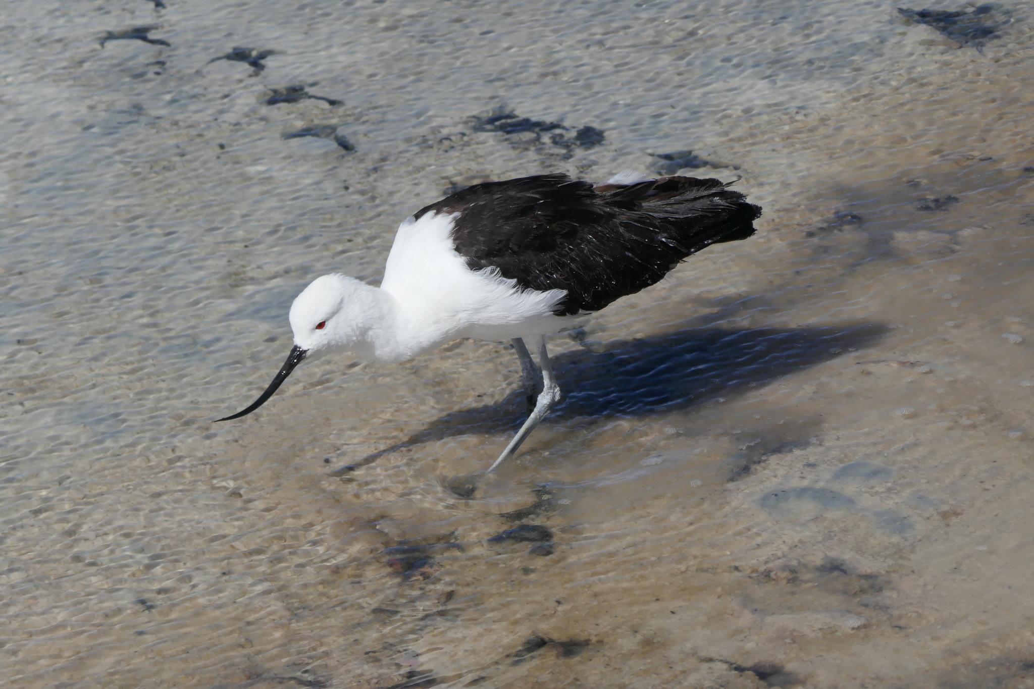 Avoceta andina