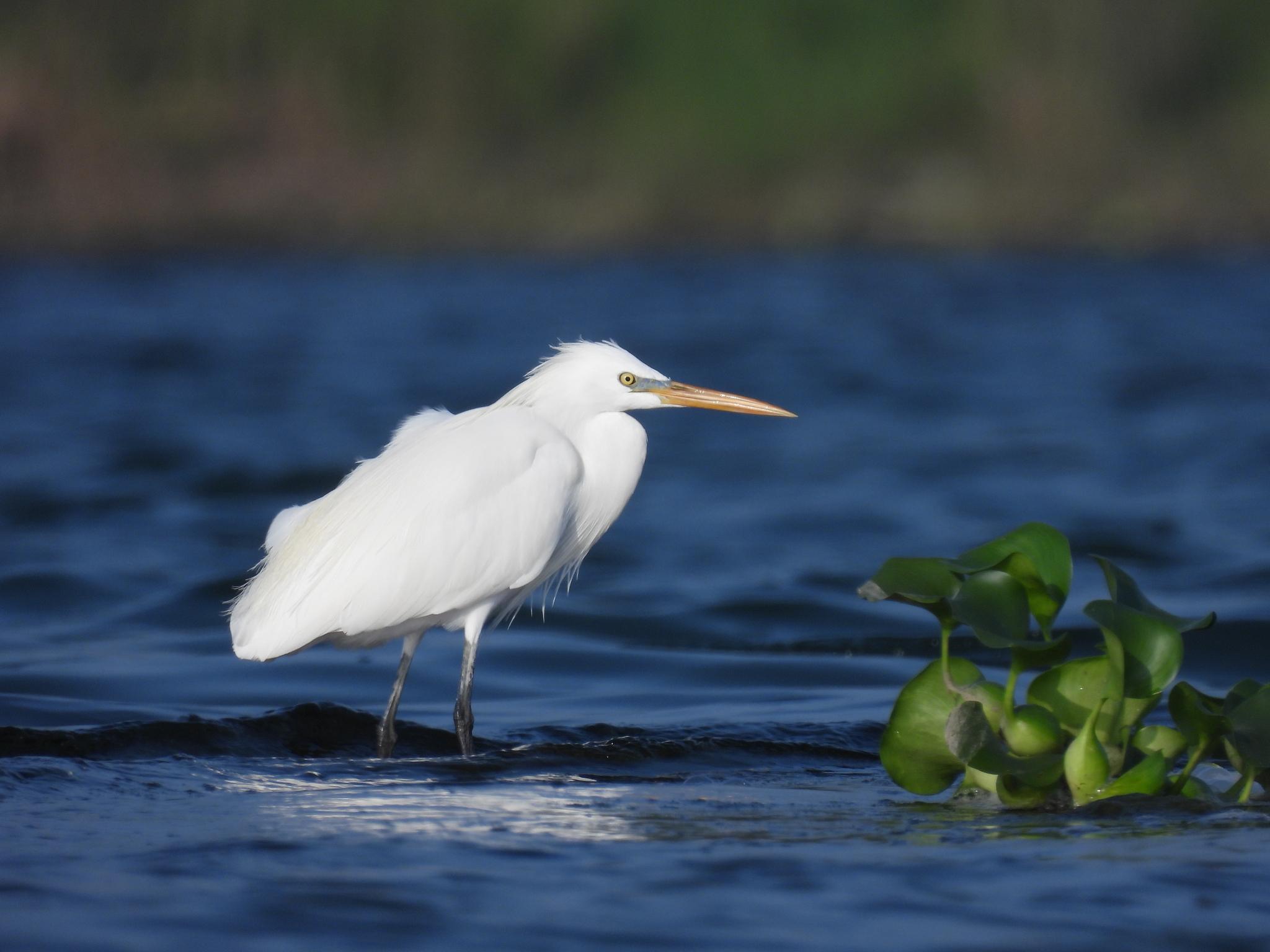Chinese Egret